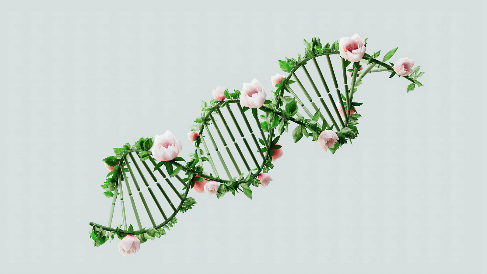 What’s the Difference Between Indica, Sativa, and Hybrid Species?