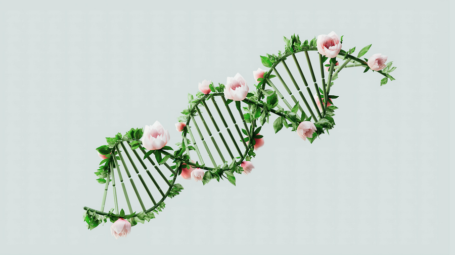 What’s the Difference Between Indica, Sativa, and Hybrid Species?