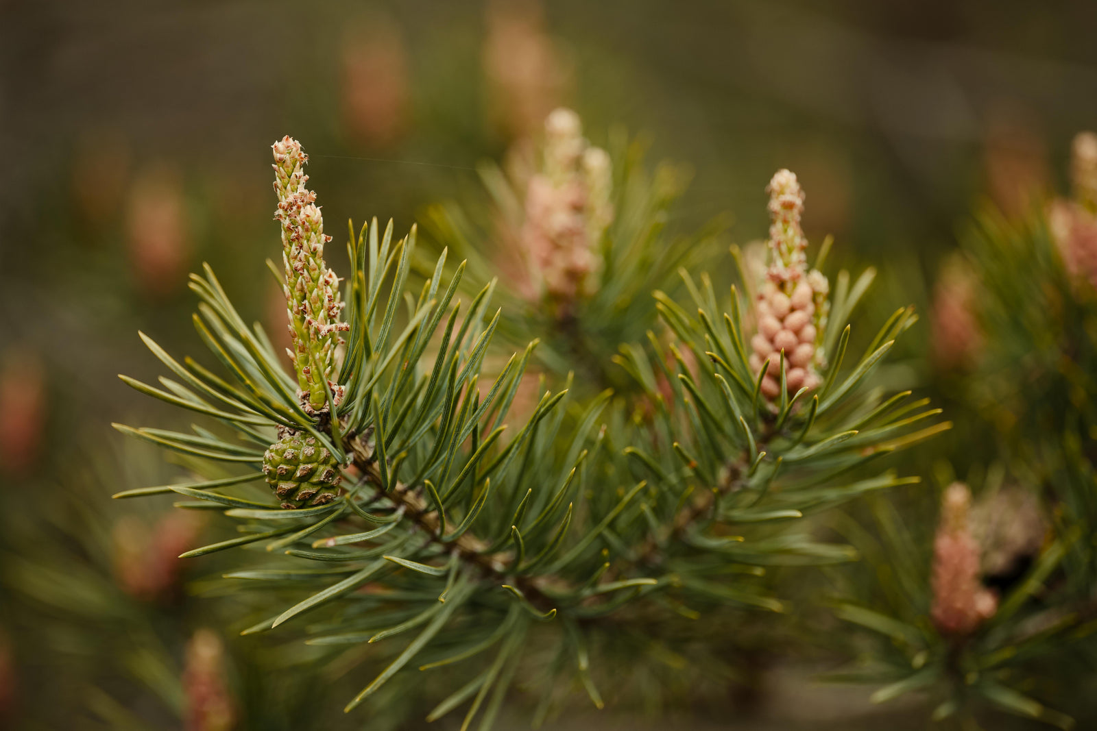 Terpenes: The Aromatic Compounds Behind Medicinal Cannabis